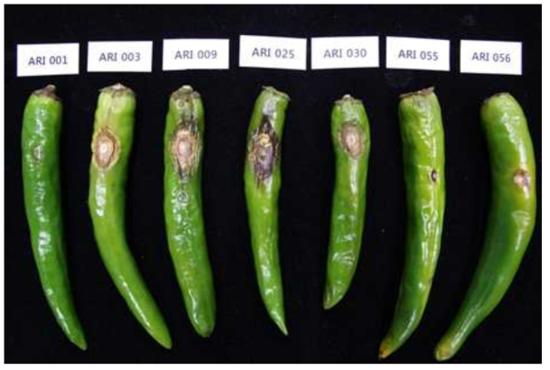 Pathogenicity test against Collectotrichum gleosporides