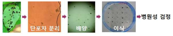 배 검은별 무늬병 병원균의 단포자 분리 및 병원성 검정 모식도