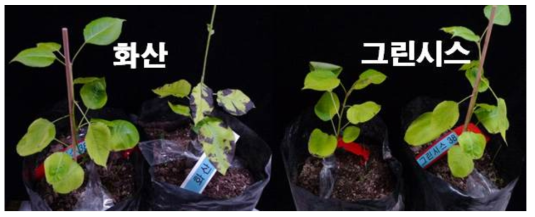 접종후 5일의 배 검은별무늬병 발생의 품종별 차이