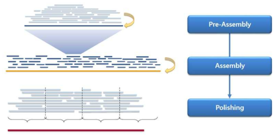 PacBio Long Read를 이용한 Genome Denovo Assembly Workflow