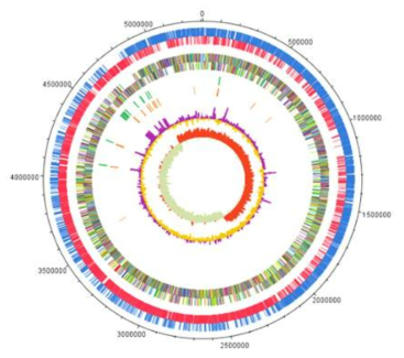 전장 유전체 DNA Plot