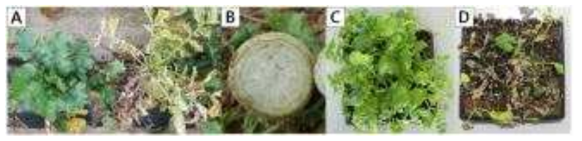 무 재배포장(A와 B는 잎의 황화 및 뿌리 도관조직의 갈색괴사 증상을 보임)과 횡계-2 균주를 접종한 생물검정에서 나타난 저항성(C)과 감수성(D)병징