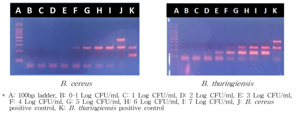 Multiplex PCR법 적용을 위한 균의 최소 검출농도 확인결과