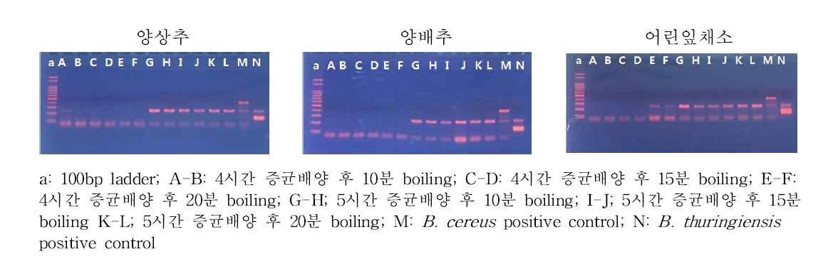 Boiling 시간에 따른 Bacillus cereus DNA 추출효율 PCR 분석