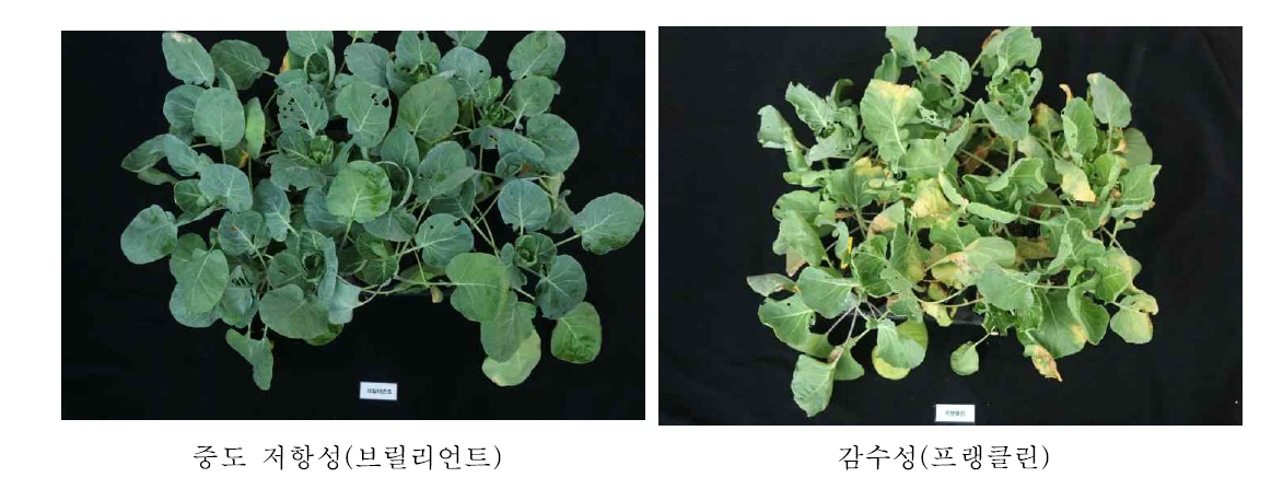 방울다다기양배추 검은썩음병 병원균 접종 30일 후 품종별 저항성 정도