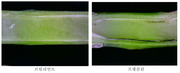 방울다다기양배추 병원균 접종 후 중도저항성 품종과 감수성 품종 줄기 횡단면