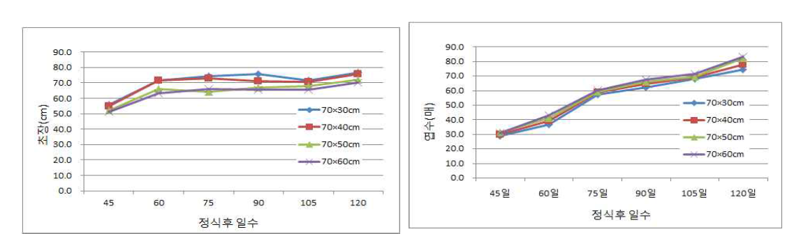 방울다다기양배추 재식거리에 따른 정식 후 생육의 경시적 변화