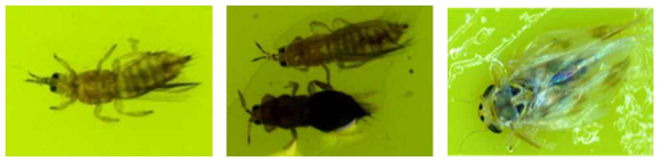 볼록총채벌레(좌), 대만총채벌레류(가운데), 이슬애매미충(우)의 성충