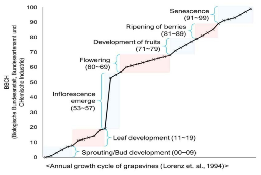 포도 생육코드(BBCH, Lorenz et al., 1994)