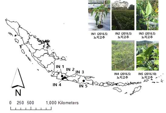2016년 인도네시아 목화진딧물 채집지역과 채집된 기주식물 정보