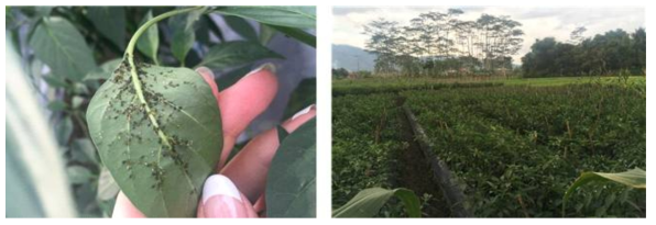 인도네시아 목화진딧물 채집지역 및 노지 고추 재배지 내 발생한 목화진딧물 개체군
