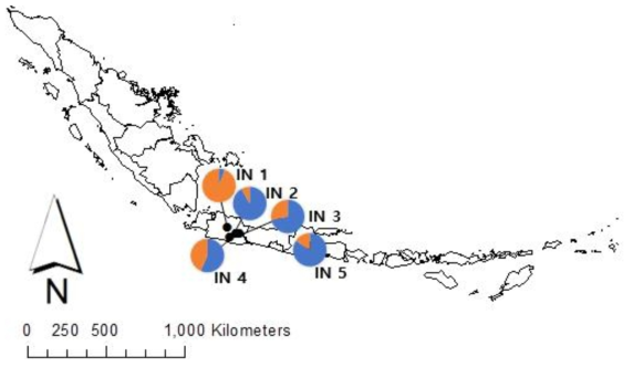파이차트로 나타낸 2016년 국외(인도네시아) 5개 지역 목화진딧물 개체군의 유전적 구조