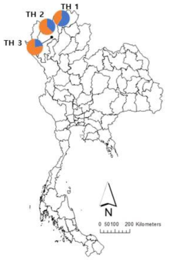 파이차트로 나타낸 2018년 국외(태국) 3개 지역 목화진딧물 개체군의 유전적 구조