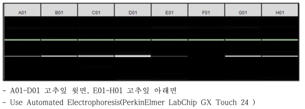 고추잎에서 바이오큐브 처리방법에 다른 TSWV RT-PCR전기영동 결과