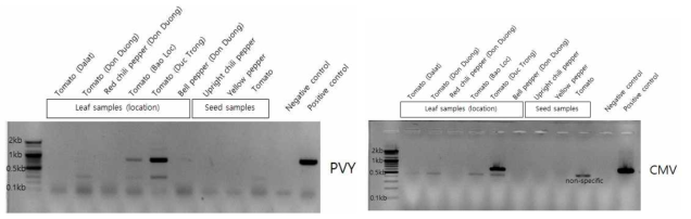 RT-PCR을 이용한 PVY와 CMV 검정
