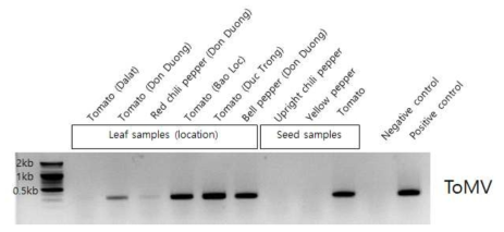 ToMV 특이적 프라이머를 이용한 RT-PCR 결과
