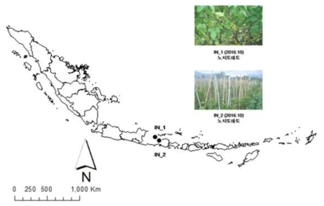 2016년 인도네시아 담배가루이 채집지역과 채집된 기주식물 정보