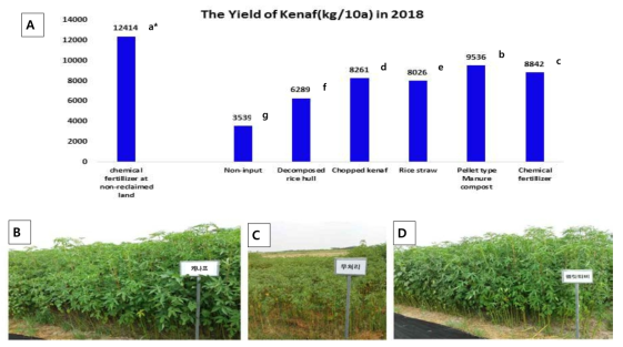 The yield difference of kenaf (kg/10a) based on input of various organic materials into reclaimed land. A : Yields of kenaf based on input of various organic materials B : The state of kenaf growth on the input of chopped kenaf C : The stateof kenaf growth on the non-input of organic material D : The stateof kenaf growth on the input of pellet type manure compost * The same letters in each property are not significantly different at 5% level by DMRT