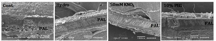 Scanning electron microscope image of cross section of kenaf seed coat after KNO3 and PEG priming treatment for 24 hours. A; Control indicates seeds untreated with priming. B; HP indicates seeds grown on solution without PEG was expressed as HP (hydro-priming). C; 50 mM KNO3 treatment. D; 10% PEG treatment. PAL; palisade layer