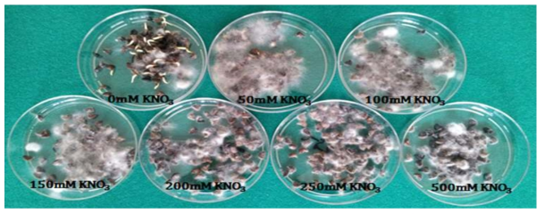Comparison of mold growth frequency between hydro-priming(0 mM KNO3)and KNO3 priming in 48 hours. More mold growth occurred in the KNO3 priming treatments than in the hydro-priming