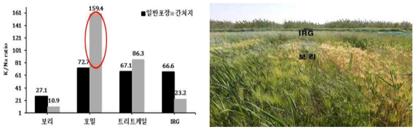 Evaluation of salt tolerance through K/Na ratio for four winter crops that were cultivated upland field and reclaimed land(LEFT). Comparison of growth degree at reclaimed land with four winter crops(RIGHT)