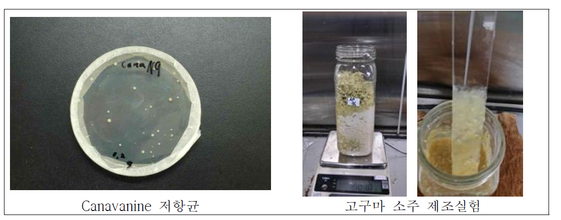 개량균주 및 개량균주를 이용한 고구마 소주 제조