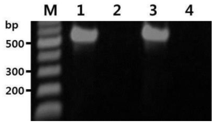 양파노균병균 검출용 PCR법 (M : 100 bp DNA ladder, 1, 3 : 양파노균병균, 노균병균 감염 잎, 2, 4 : 음성대조구)