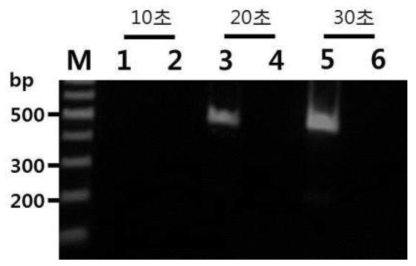 양파노균병균 검출용 PCR법의 반응시간별 결과 (M : 100 bp DNA ladder, 1, 3, 5 : 양파노균병균 total DNA, 2, 4, 6 : 음성대조구)
