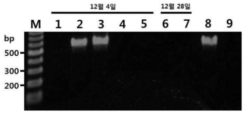 양파노균병균 검출용 PCR법을 이용한 양파노균병균 감염시기 예측 결과 (M : 100 bp DNA ladder, 1 : 건전 양파, 2 : 시든 양파, 3 : 이병지 정식양파, 4 : 온실육묘 양파뿌리, 5 :온실육묘 양파줄기, 6 : 온실육묘 양파-1, 7 : 온실육묘-2, 8 노균병균 DNA, 9 : 음성대조구)