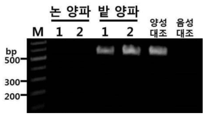 양파재배지별 노균병균 감염유무 확인 결과 (M : 100 bp DNA ladder, 1, 2 : 양파 샘플, 양성대조 : 노균병균 total DNA, 음성대조 : 멸균수)