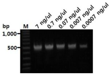 양파 노균병균 검출용 PCR법의 검출한계 검정(Hot star PCR Premix [BIONEER])