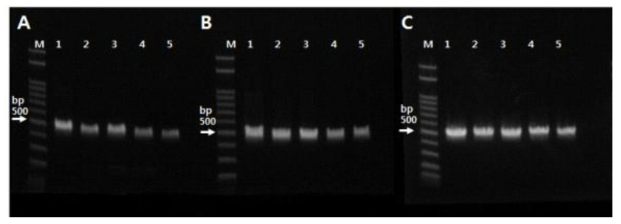 PCR용 중합효소별 노균병균 검출용 PCR법의 검출한계 검정 (A: H-star Taq polymerase [BIOFACT사], B: FH-Taq polymerase [BIOFACT사], C: EX-Taq polymerase[TaKaRa사], 특이성 검정; 1:양파 잎마름병균, 2:양파 탄저병균, 3:양파잿빛곰팡이병균, 4: Pseudoperonospora sp., 5: 양파 노균병균, 6: 음성대조구, B: 검출한계검정, mixture type polymerase 사용)