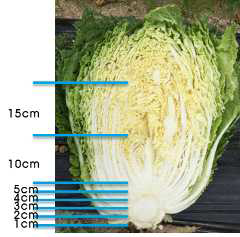 결구배추의 배추잎 부위별 샘플링