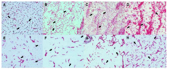 시판 생물농약에서 분리한 B. thuringiensis 균주의 crystal inclusion 생성