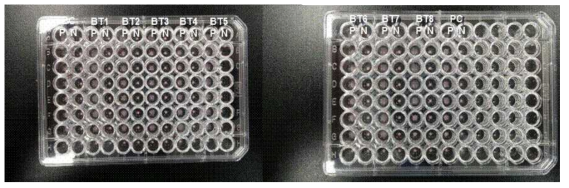 시험대상 B. thuringiensis 균주의 Hbl enterotoxin 생성능 검정(BC: B. cereus ATCC 10876; BT1-BT8: 분리균주 8종; PC: Positive Control; P: 처리구; N: 무처리구)