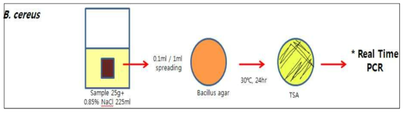 Bacillus cereus 정성분석