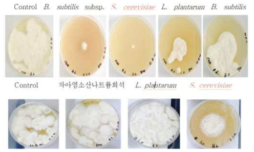 EM 구성 균주별 백강균 성장억제 효과