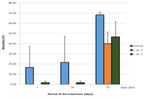 흰점박이꽃무지의 녹강균 오염 톱밥에 Lactobacillus sp. 5-1 처리 시 치사율(%)