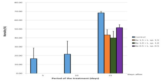 흰점박이꽃무지의 녹강균 오염 톱밥에 Bacillus amyloliquefaciens와 Lactobacillus sp. 5-1 혼합 처리 시 치사율(%)