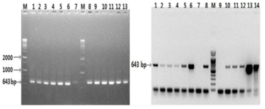 장수풍뎅이누디바이러스 PCR 정밀진단(좌; 시흥, 우; 대전)