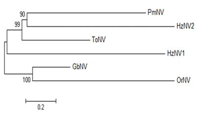 Phylogenetic tree