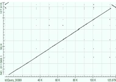 OrNV와 homology dot-plot analysis