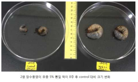 2령 OrNV 감염 장수풍뎅이 유충에 5% 뽕잎분말 혼합 톱밥 급여 후 대조군 대비 크기 변화