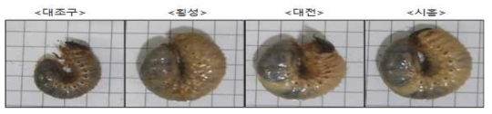 선도농가 사용 먹이원별 장수풍뎅이 유충 비교