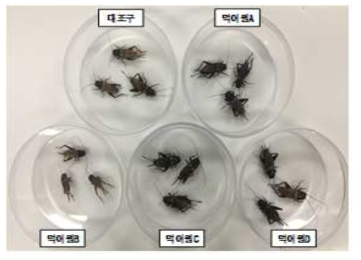 먹이원별 쌍별귀뚜라미 성충 비교