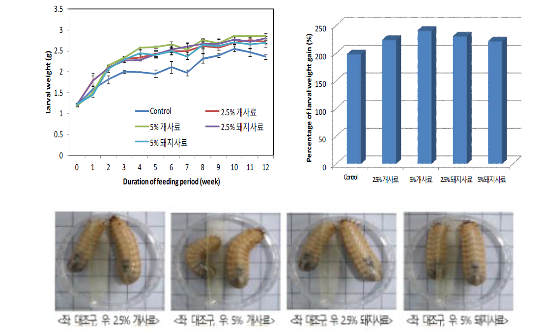 먹이원별 흰점박이꽃무지 유충의 체중(g, 상단 좌) 변화 및 증체율(%,상단 우)