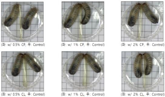 먹이원별 흰점박이꽃무지 유충 비교