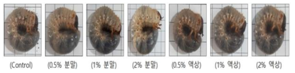 먹이원별 장수풍뎅이 유충 비교