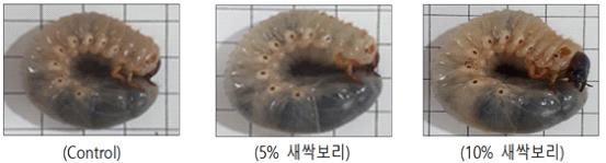 먹이원별 장수풍뎅이 유충 비교