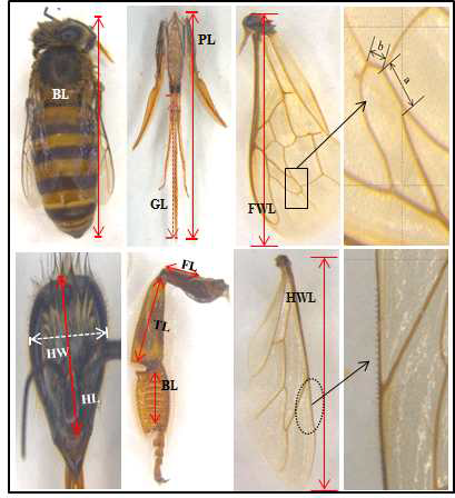 Morphometric characters in Apis mellifera honeybee. BL:body length, HH:head height, HW:head width, PL:proboscis length, GL:glossa length, FWL:fore wing length, HWL:hind wing length, NH:number of humuli, FL:femur length, TL:tibia length, BL:basitarsus length, cubital vein index: a/b